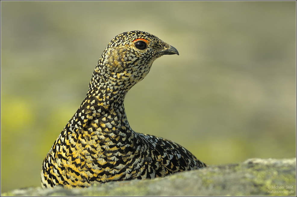 Alpenschneehuhn (Lagopus muta)