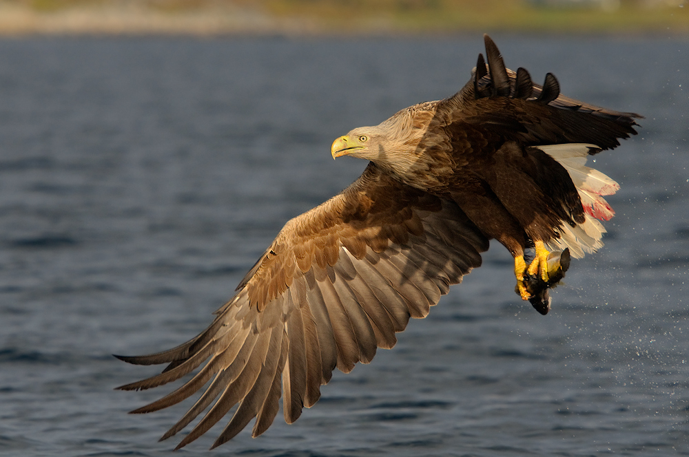 Seeadler mit ganzem Flügel