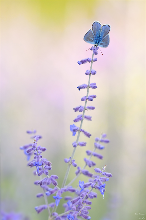 Himmelblau