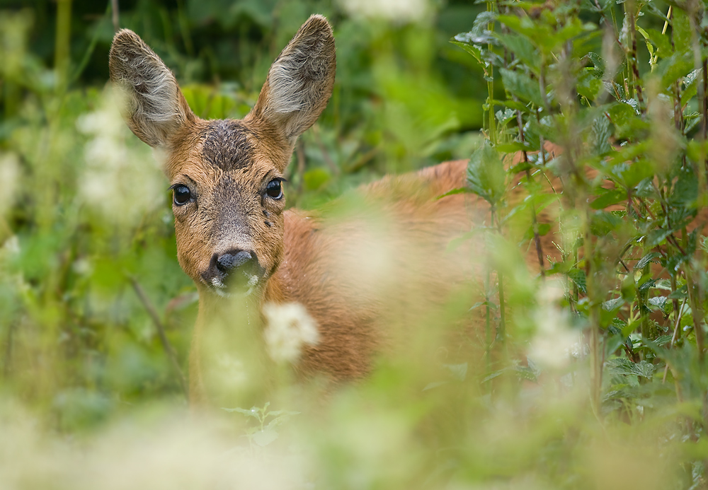 Reh in Mädesüß! (Forum für Naturfotografen)