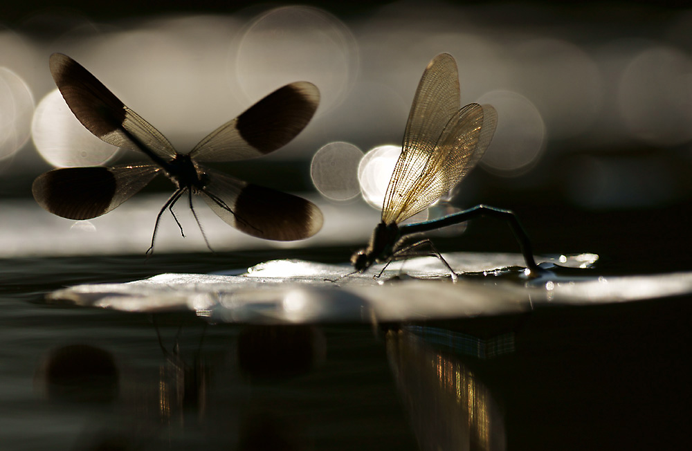 Anflug im Licht