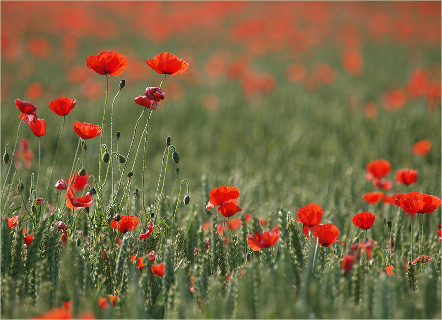 ~ Normandie 2010 IV ~