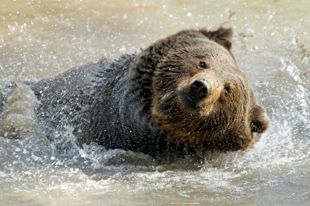 Dynamischer Bär