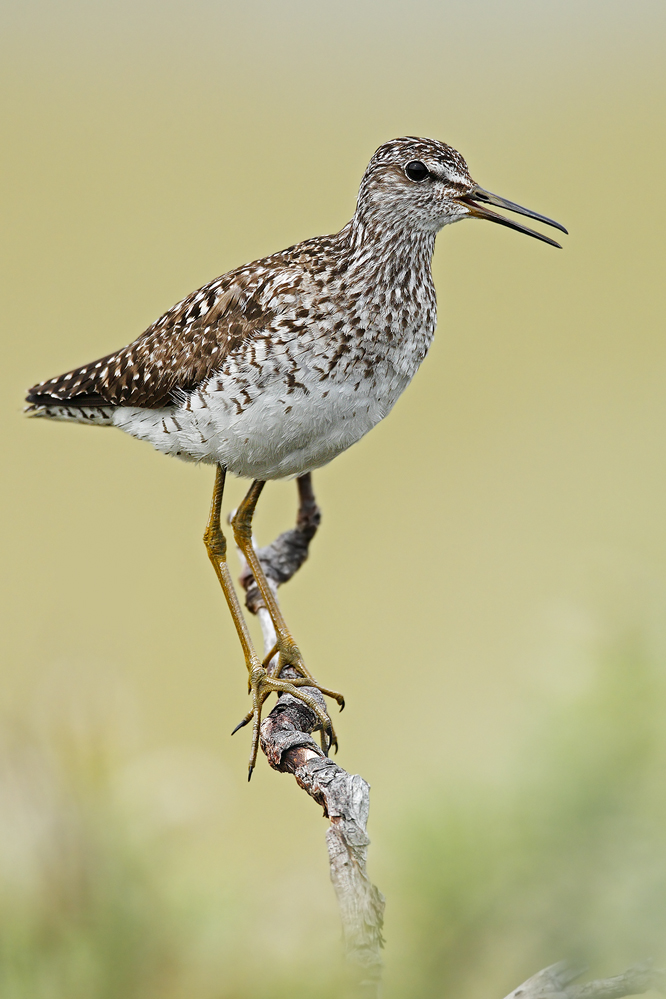 Bruchwasserläufer