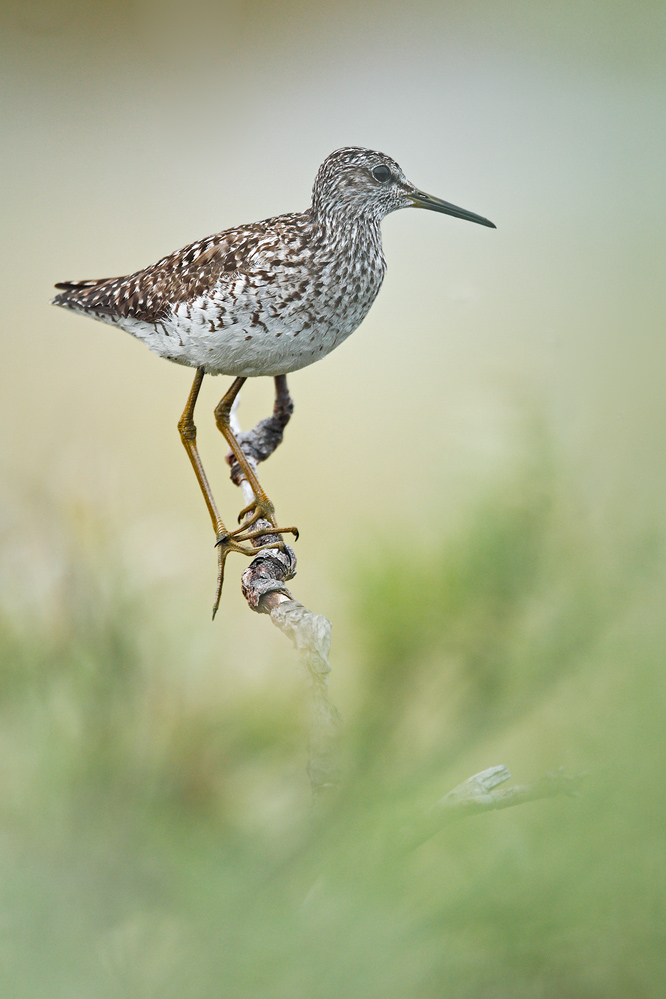 Bruchwasserläufer wie gewünscht