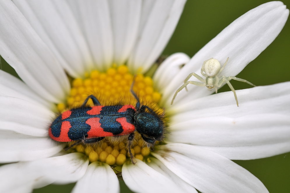 Bienenkäfer und Veränderliche Krabbenspinne