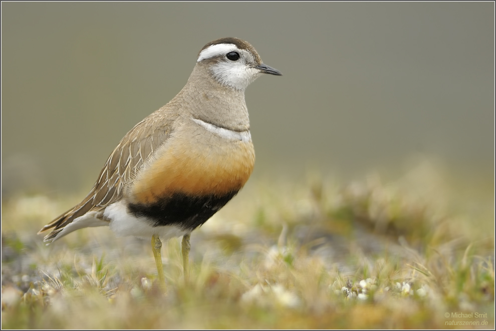 Mornellregenpfeifer (Charadrius morinellus)