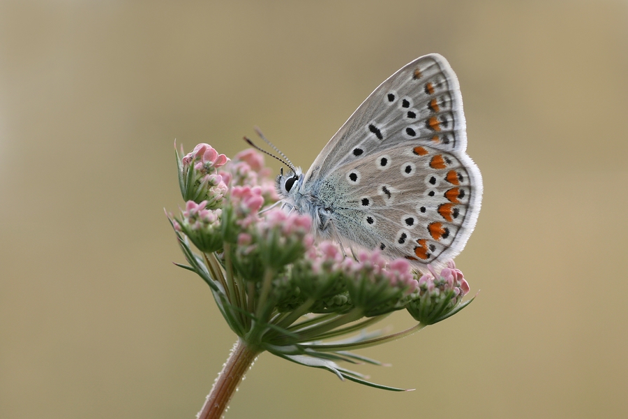 Bläuling auf  Blüte