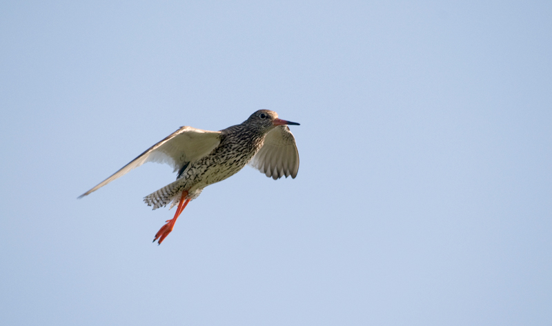 Rotschenkelflug