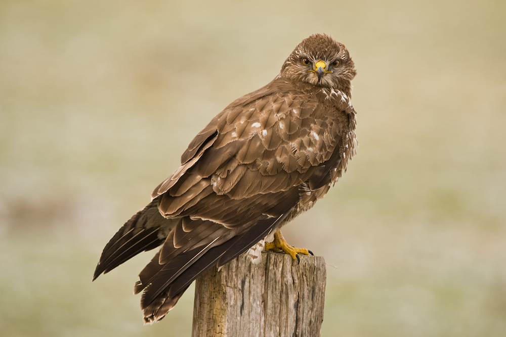 Mäusebussard