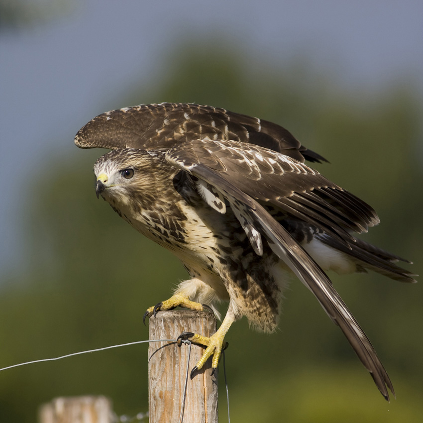 Mäusebussard