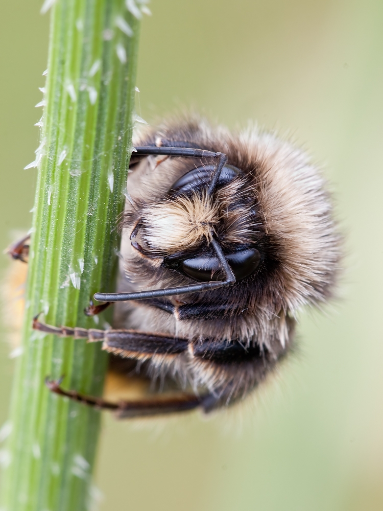 Bienchen