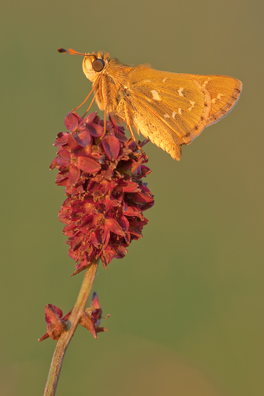 comma am abend