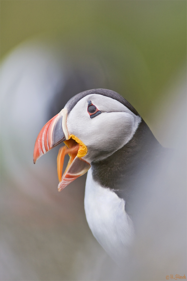~Tired Puffin~