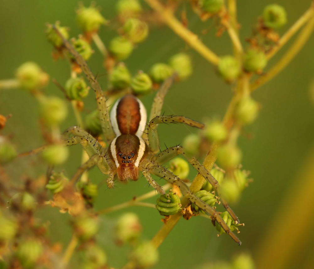 Gerandete Jagdspinne (mit Tonsur)