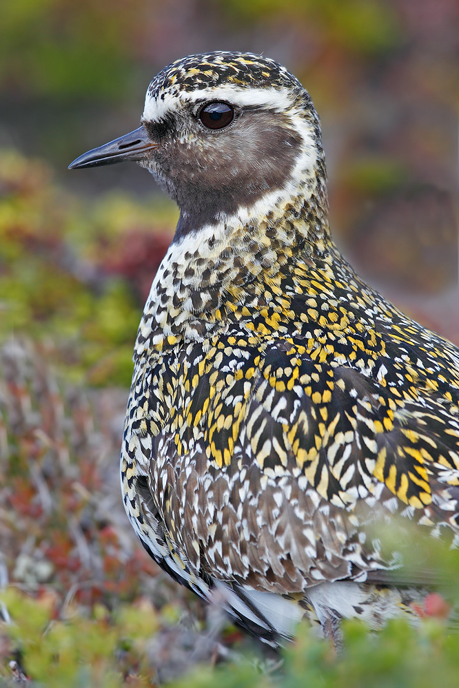 Goldregenpfeiferportrait