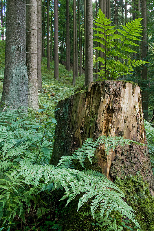 Farn im Fichtenwald!