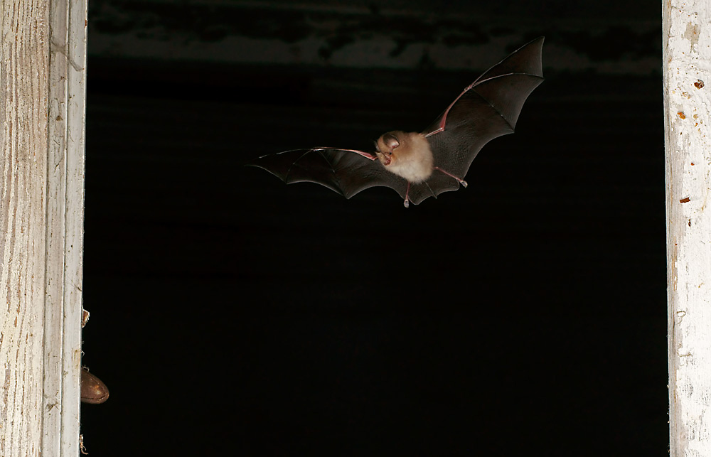 Rhinolophus hipposideros