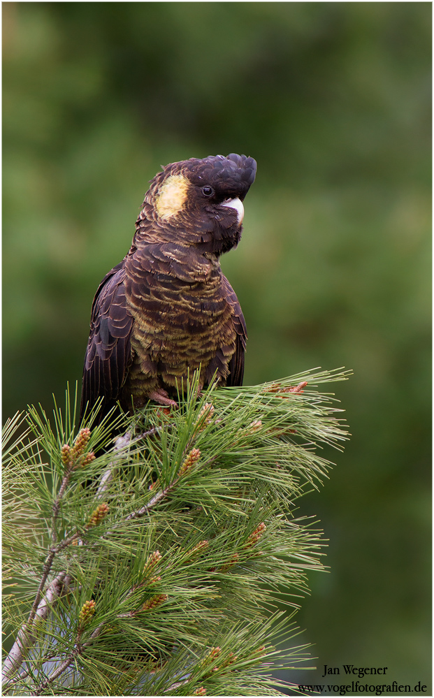 Gelbohr Rabenkakadu (Calyptorhynchus funereus) Yellow-tailed Black Cockatoo