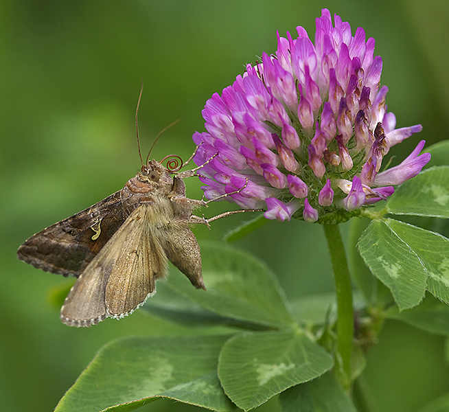 gammaeulchen ( autographa gamma )