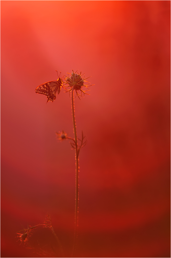 In die Sonne rein...