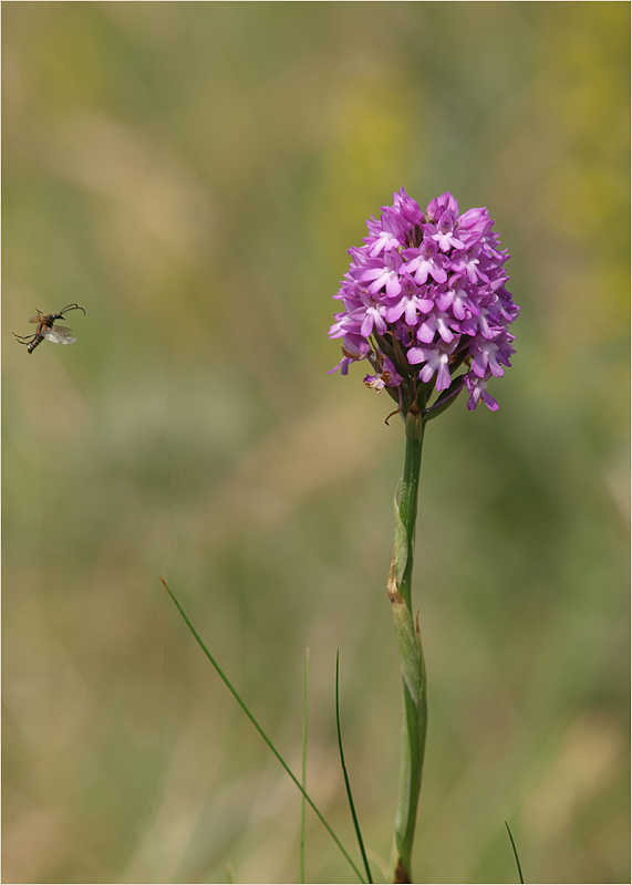 ~ Normandie 2010 VII ~