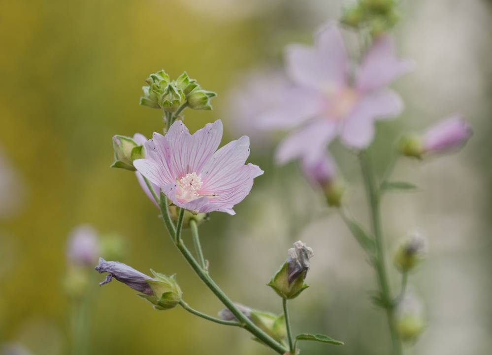 Lavatera thuringiaca