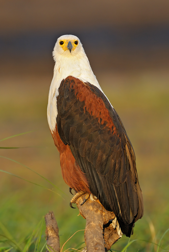 Schreiseeadler