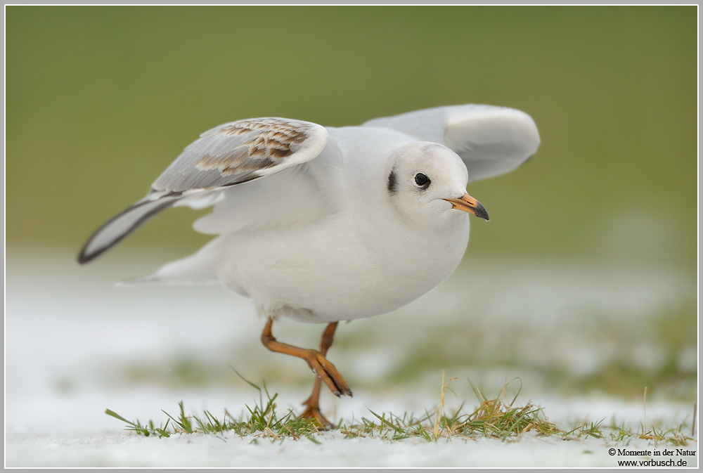 Lachmöwe (Larus ridibundus)