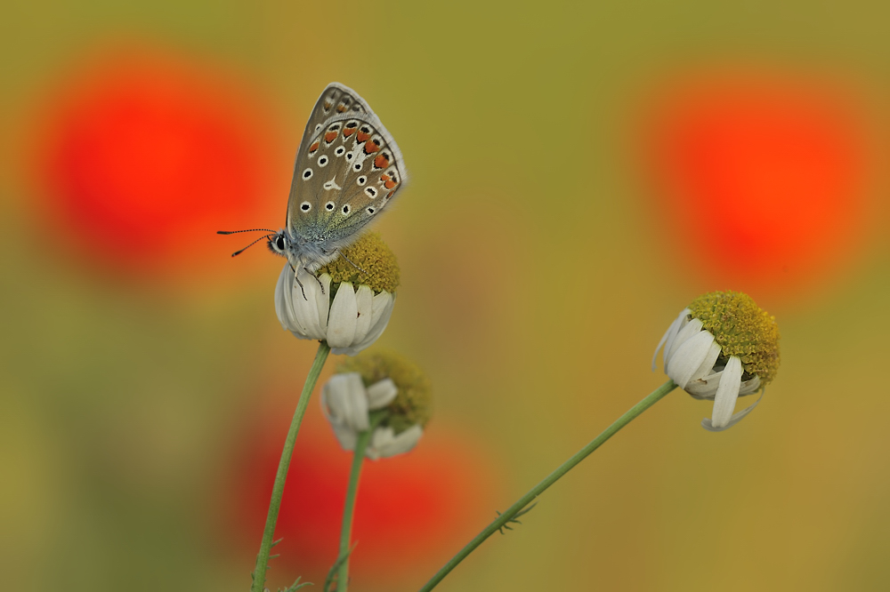 Zwischen Kamille und Mohn