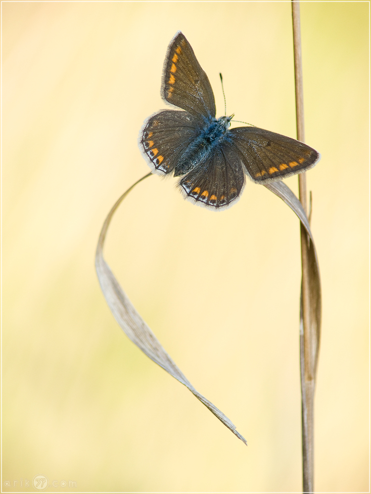 Hauhechelbläuling - Polyommatus icarus
