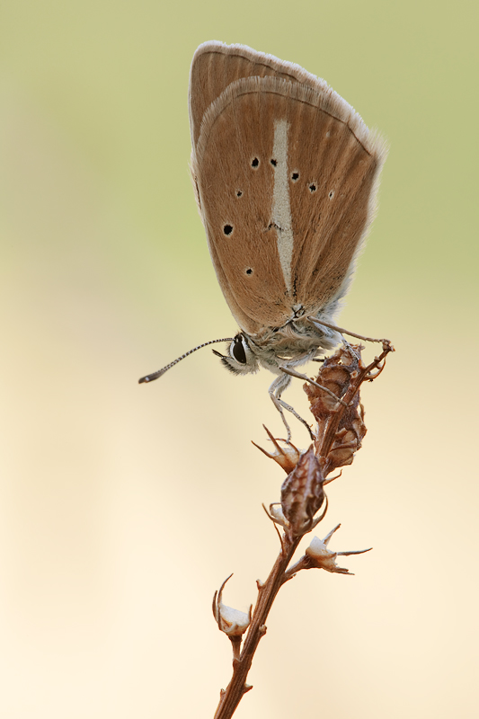 Polyommatus damon