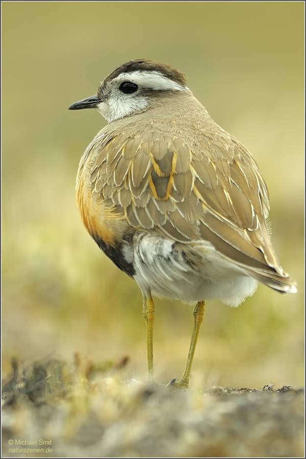 Mornellregenpfeifer (Charadrius morinellus)