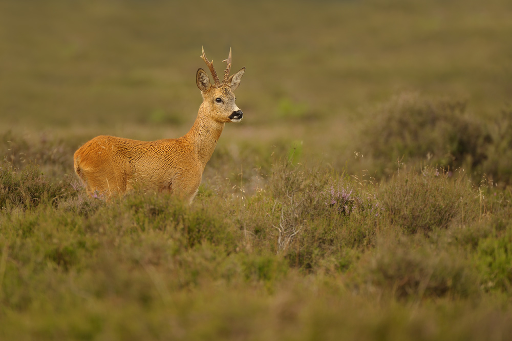 Roe buck