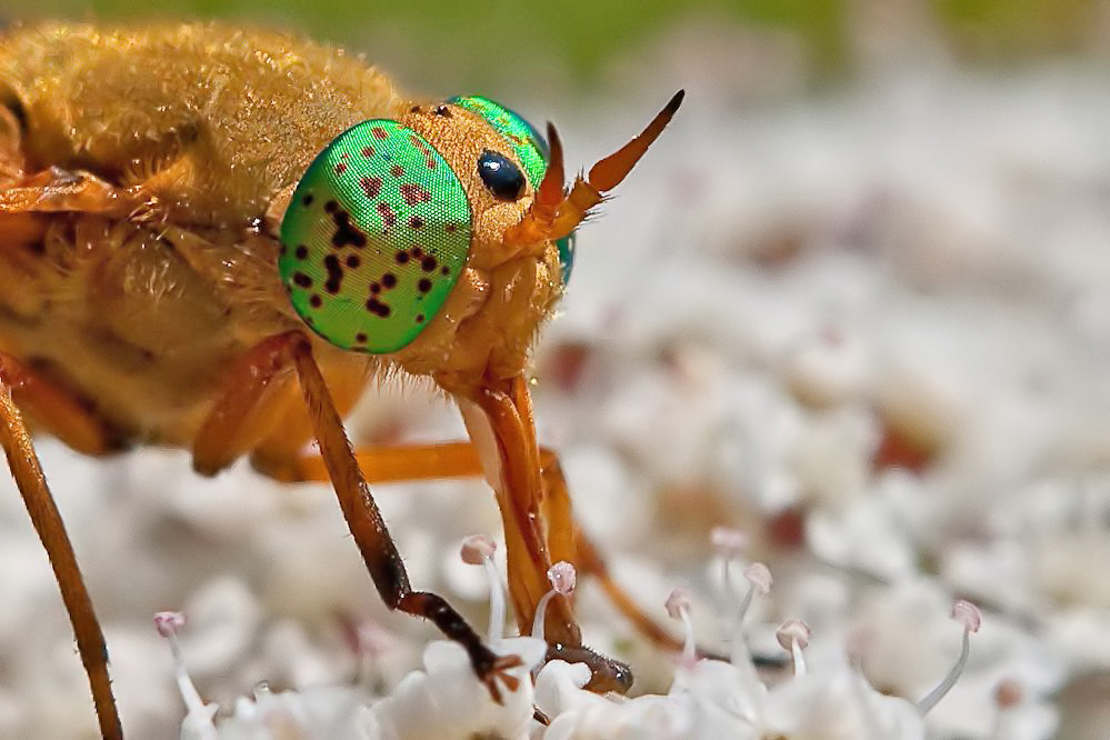 Ojos verdes