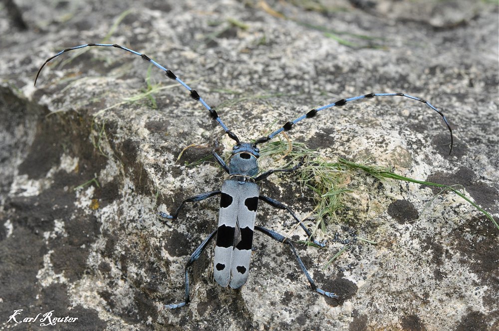 Der Alpenbock (Rosalia alpina)