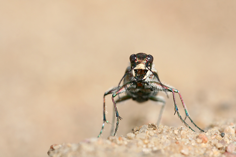 Dünen-Sandlaufkäfer - Cicindela hybrida ND