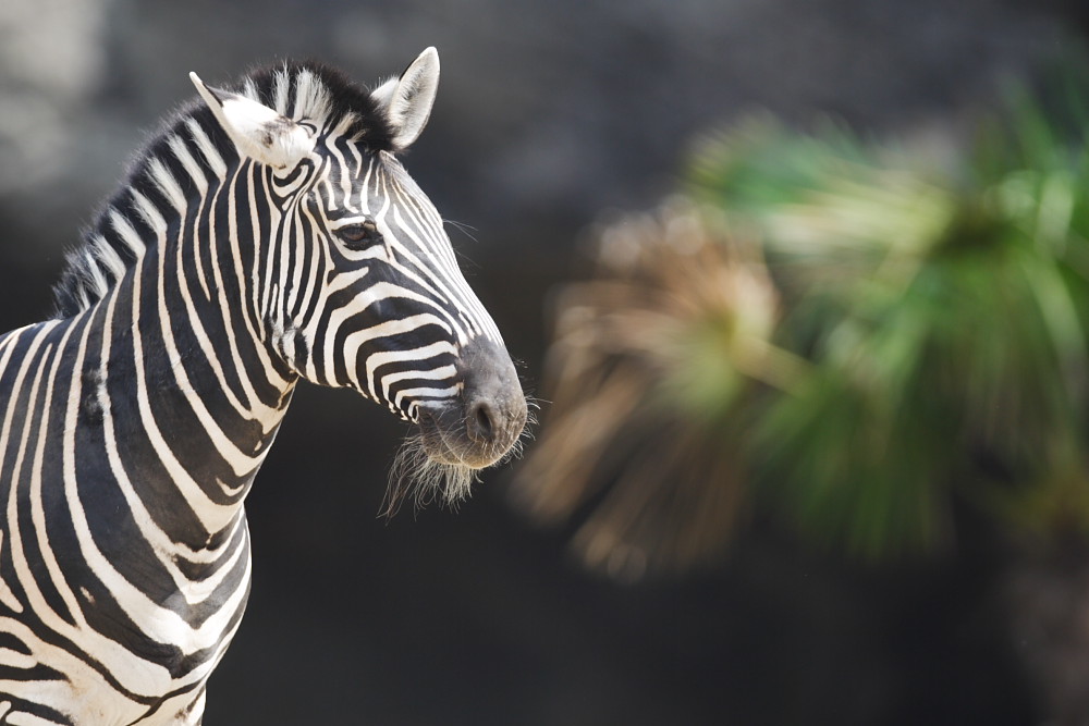 Equus quagga chapmani ZO