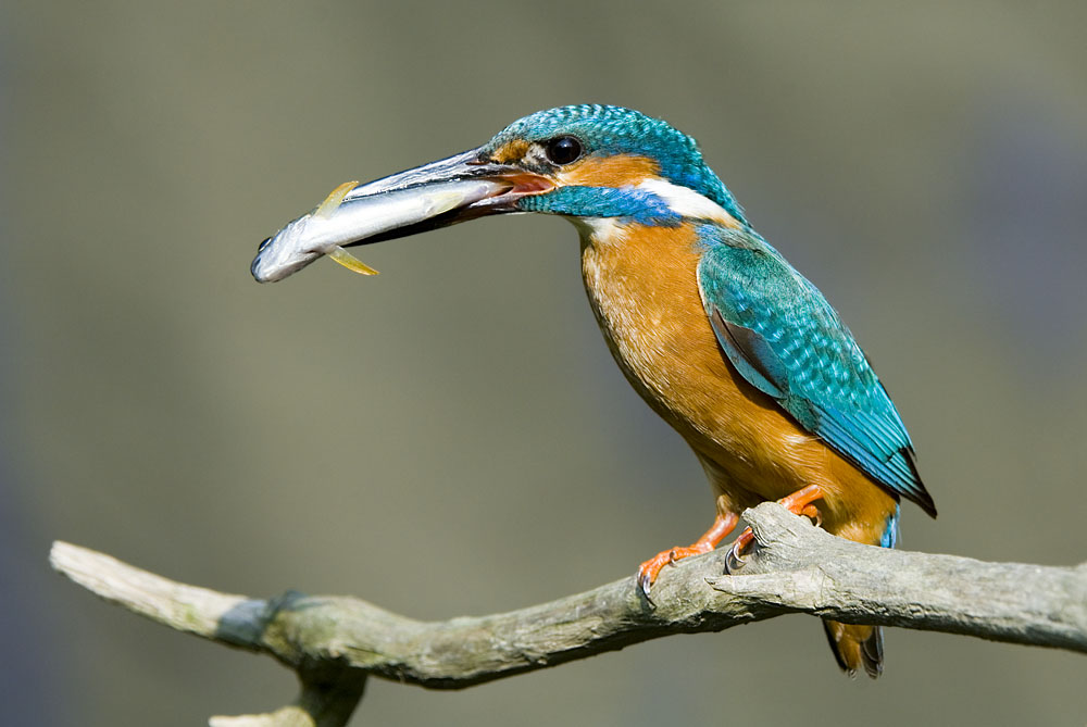 ND-Eisvogel mit Bachforelle