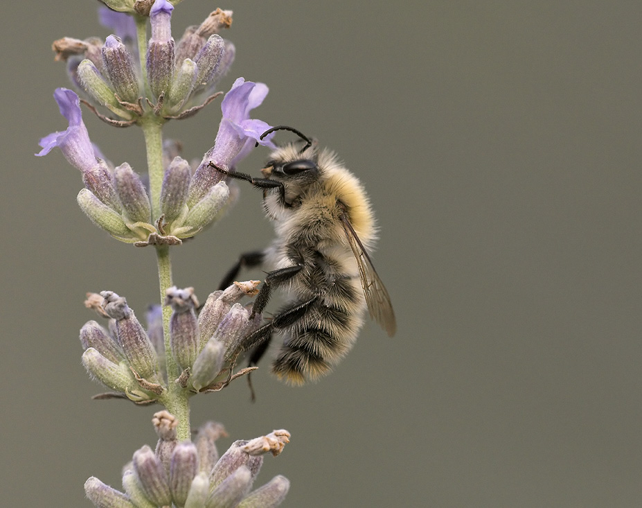 Biene an Lavendel ND