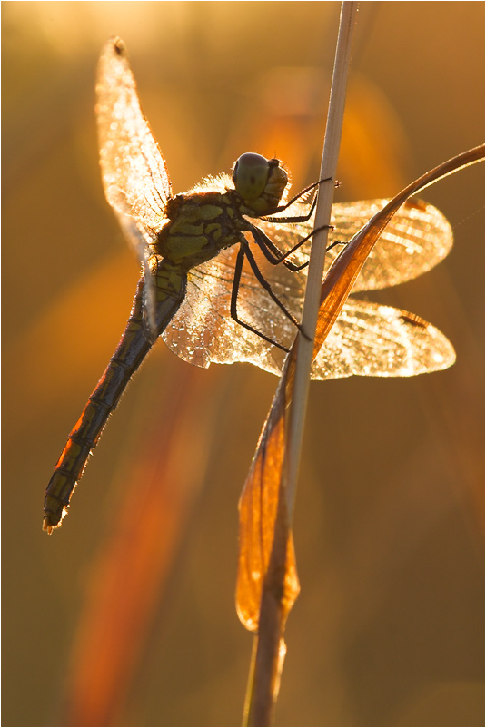 Heidelibelle im Gegenlicht ND