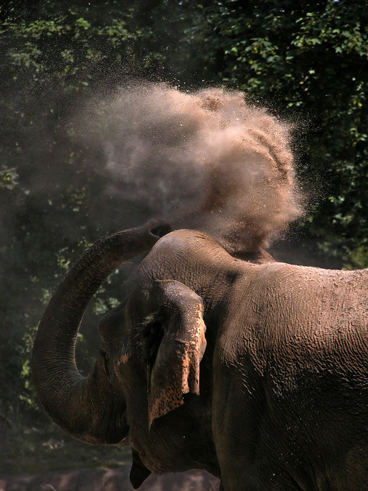 Indischer Elefant - ZO