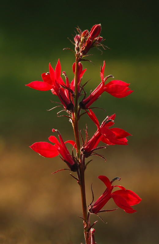 Leuchtende Lobelie