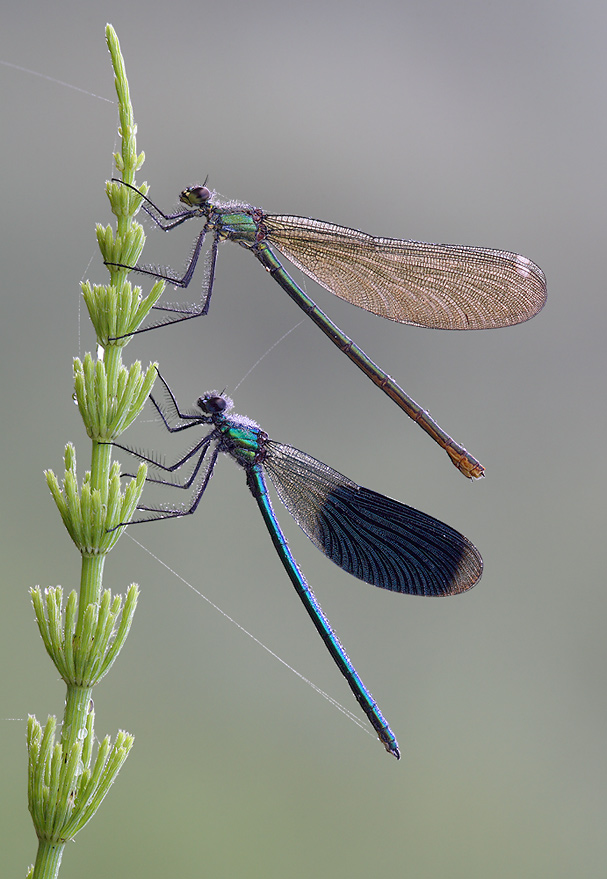 ND Gebänderte Prachtlibelle ( Calopteryx splendens )