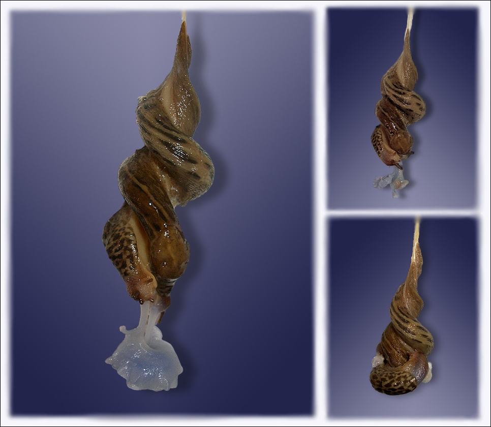 Limas maximus -Tigerschnecke EBV