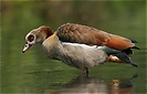 Nilgans