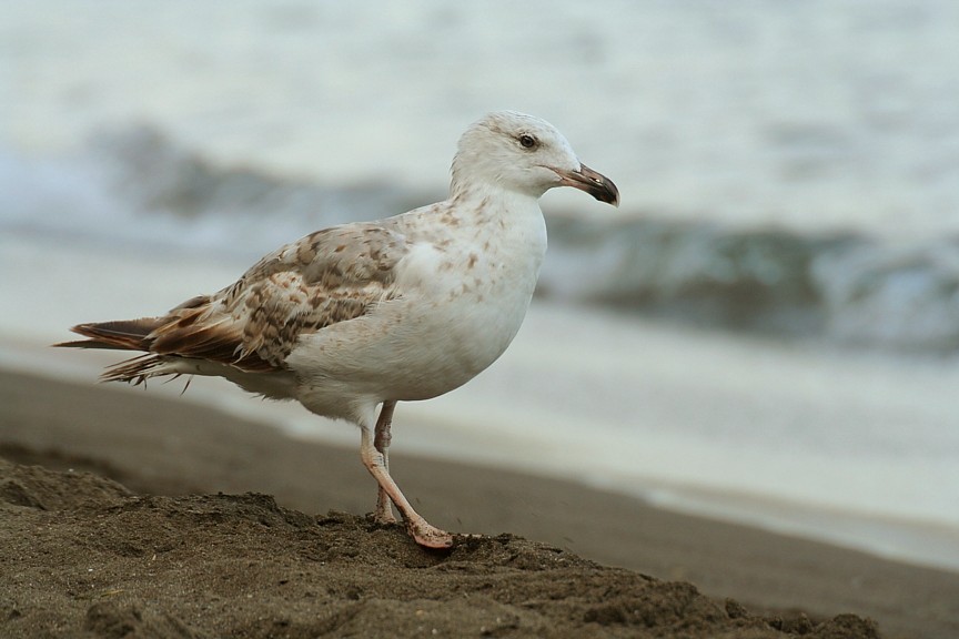 Mittelmeermöwe Jungvogel