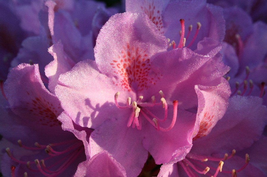 Rhododendronblüten 3 ND