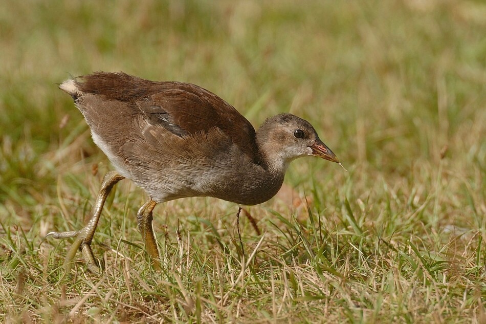 Junges Teichhuhn ND