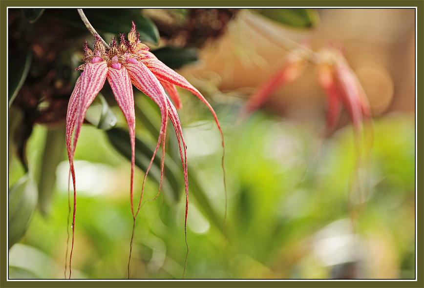 Orchidee